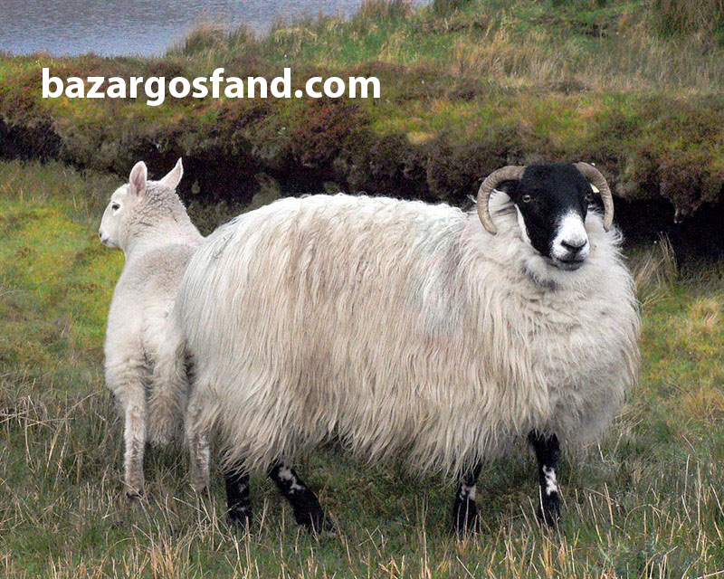 گوسفندان زيبا