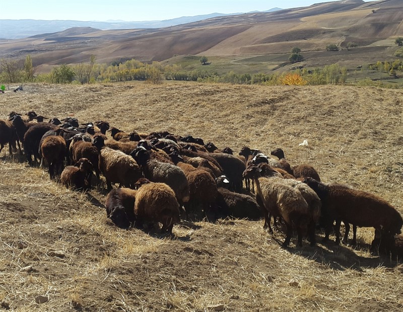 گوسفند افشاری