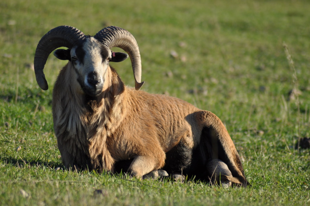 گوسفند باربادوس