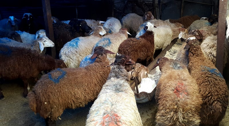 نژادهای گوسفندان ایرانی