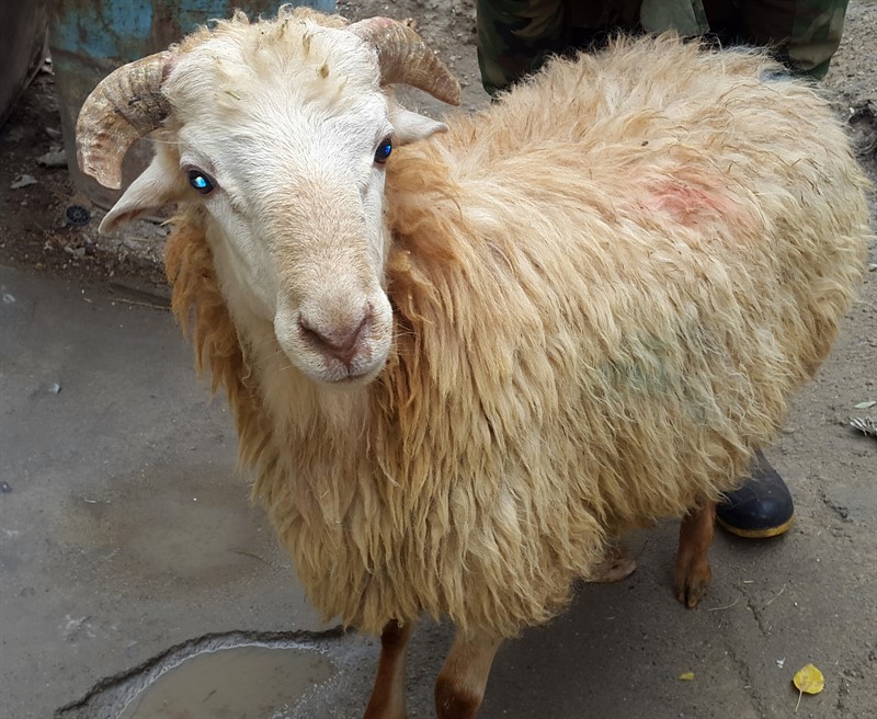 گوسفند مغانی