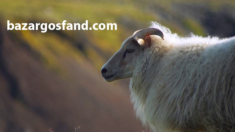 تصاویر گوسفند قشنگ