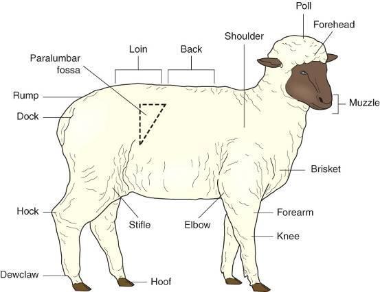 قسمت های بدن گوسفند