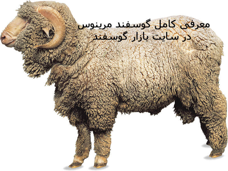 گوسفند مرینوس