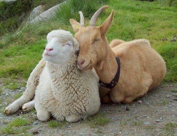 تفاوت گوسفند و بز