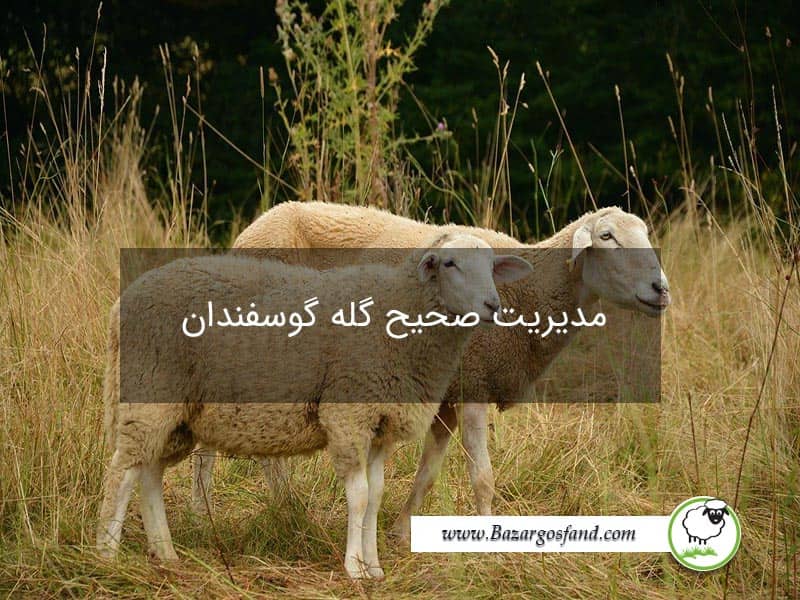مدیریت گوسفندان