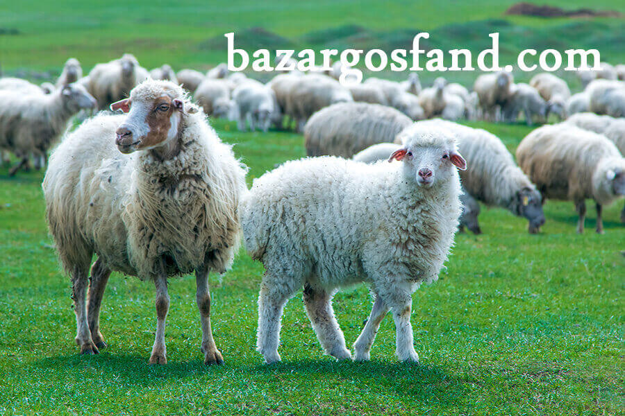 اهداف پرورش گوسفند