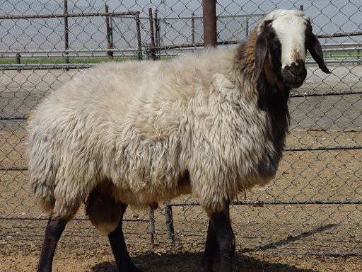 نژاد گوسفندان شال