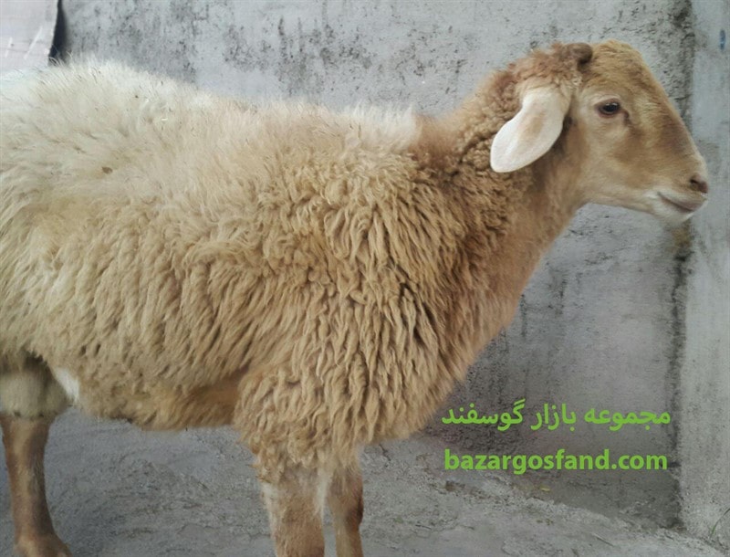 متوسط وزن گوسفند زنده مغانی