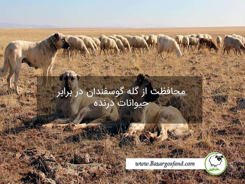 محافظت از گله گوسفندان