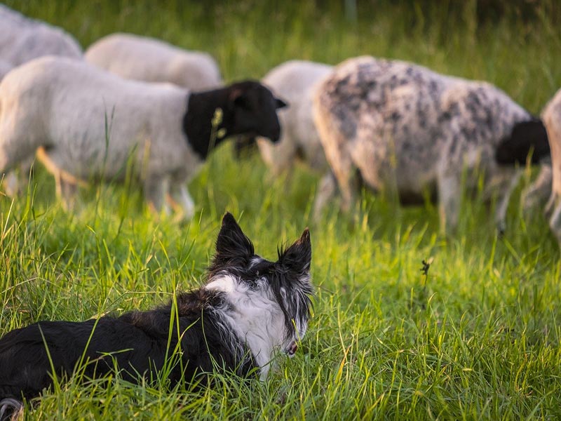 سگ برای گله گوسفندان