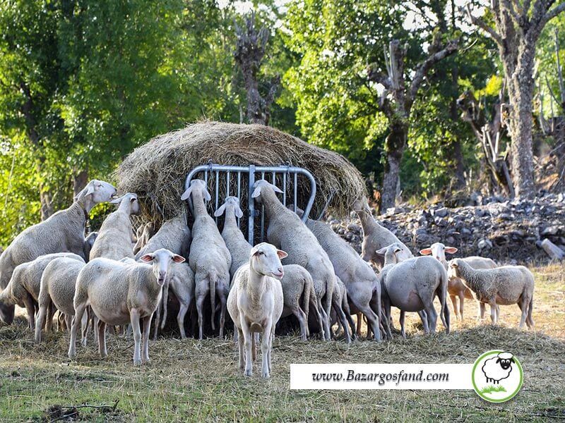 ارزیابی کیفیت خوراک گوسفند