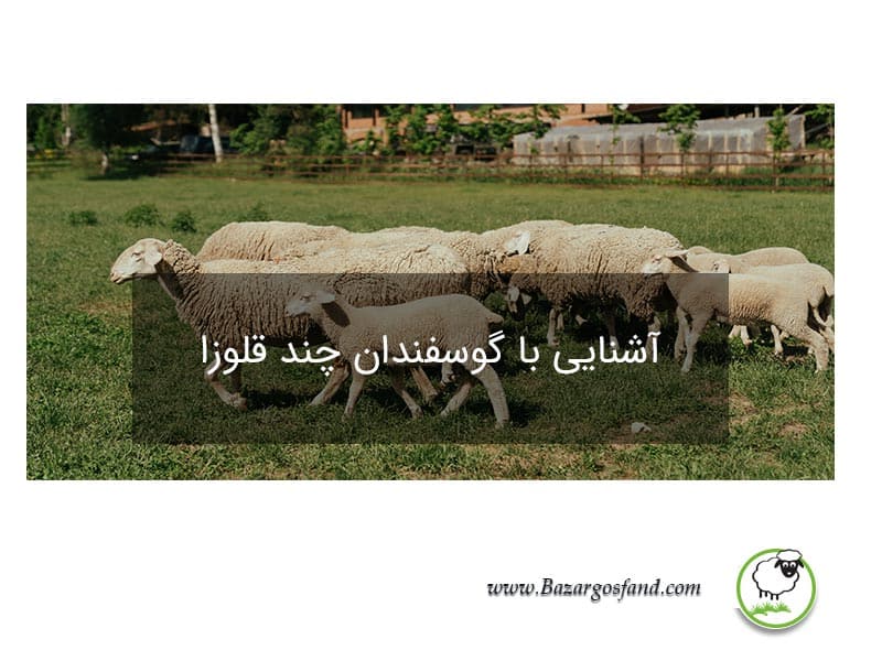 گوسفند دو قلوزا