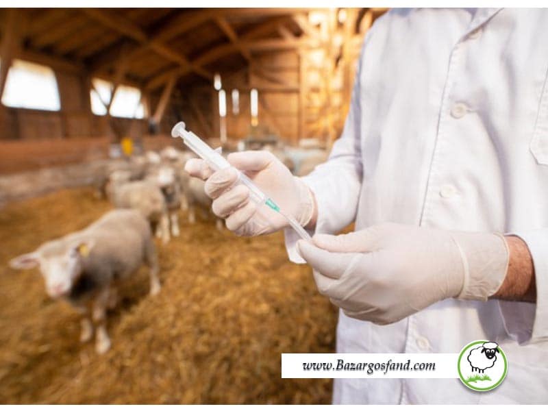 تزریق واکسن به گوسفند