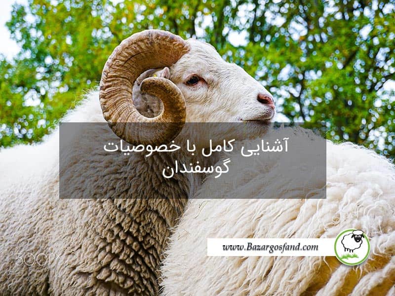 شناخت گوسفندان