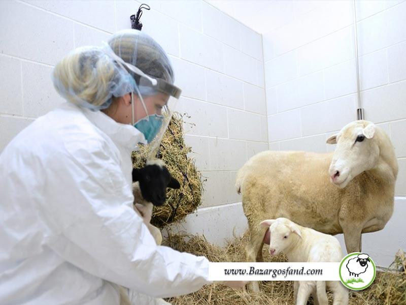گوسفند و تحقیقات علمی