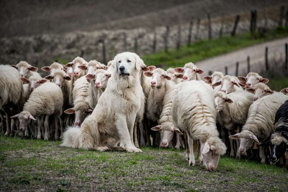 سگ و گوسفند