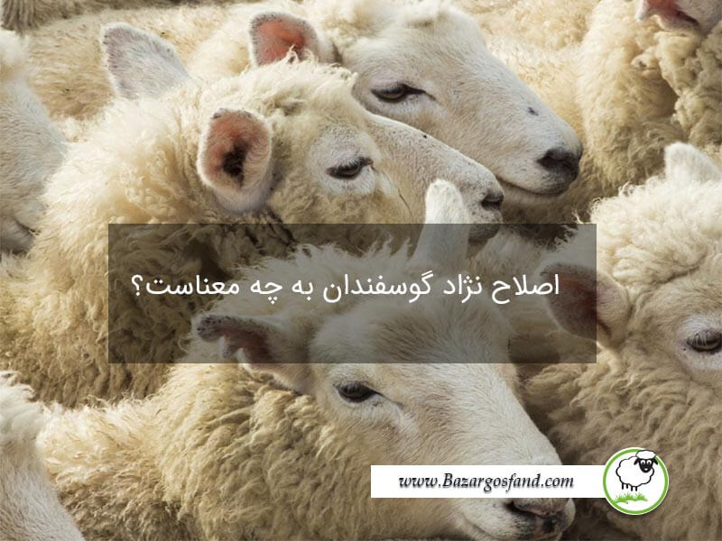 اصلاح نژاد گوسفند