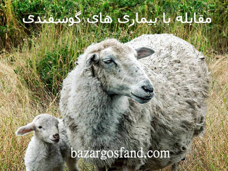 بیماری گوسفند