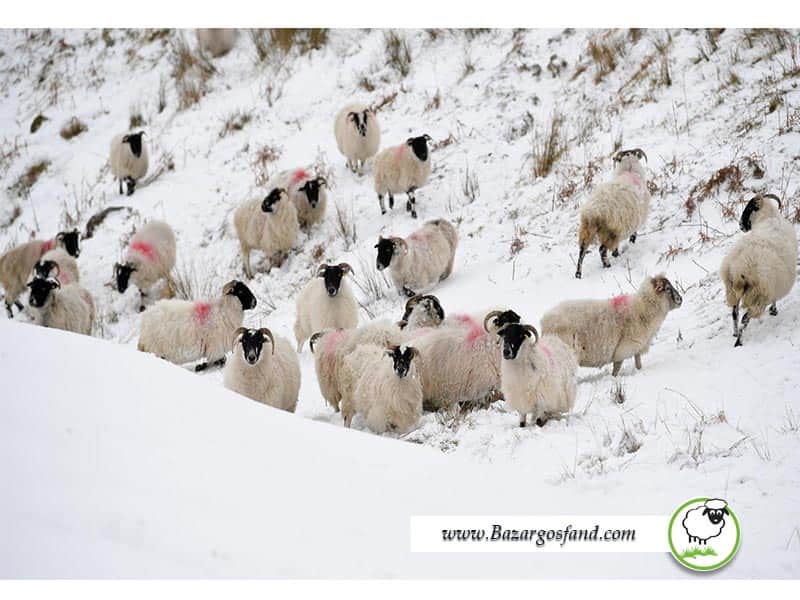 گوسفند و سرمای زمستان