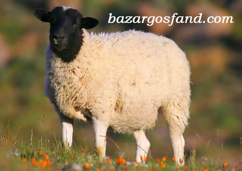 نژاد گوسفندان دورپر
