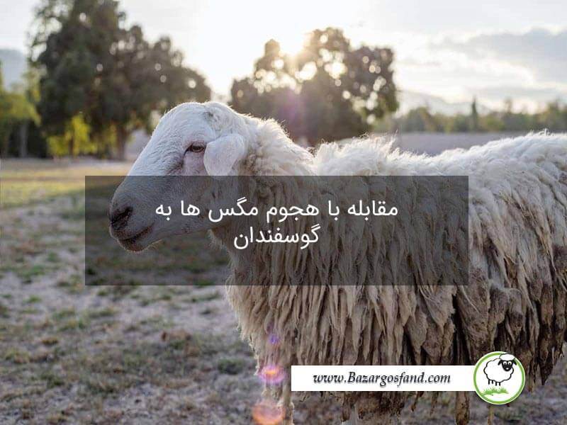 هجوم مگس به گوسفندان