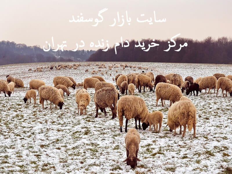 مدیریت گله گوسفند در زمستان