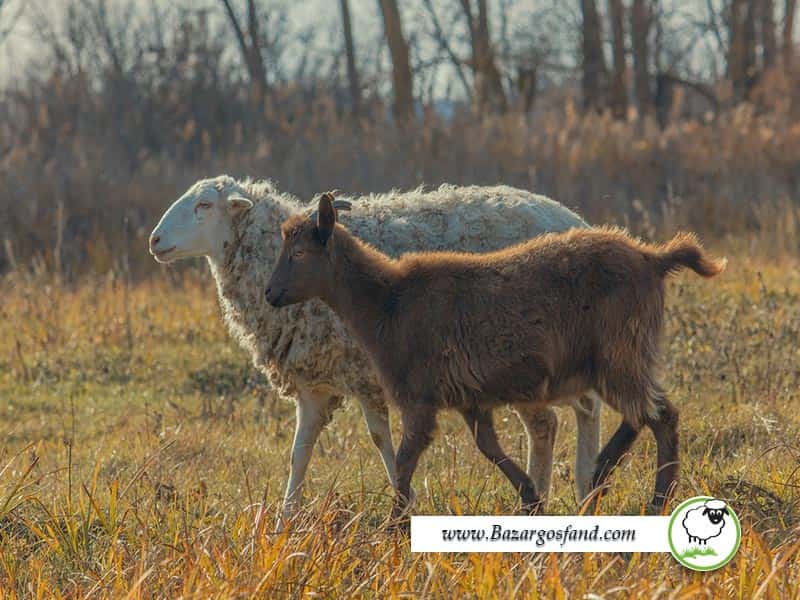 بز و گوسفند چه فرقی با هم دارند