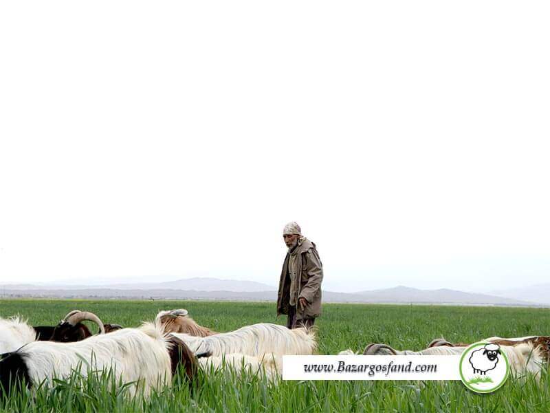 پروروش گوسفند و کشاورزی