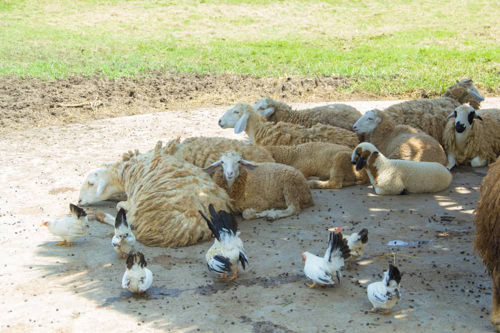 پرورش مرغ و گوسفند با هم