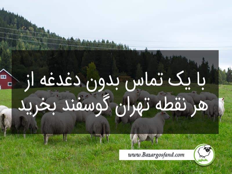 نحوه خرید دام زنده بازار گوسفند زنده