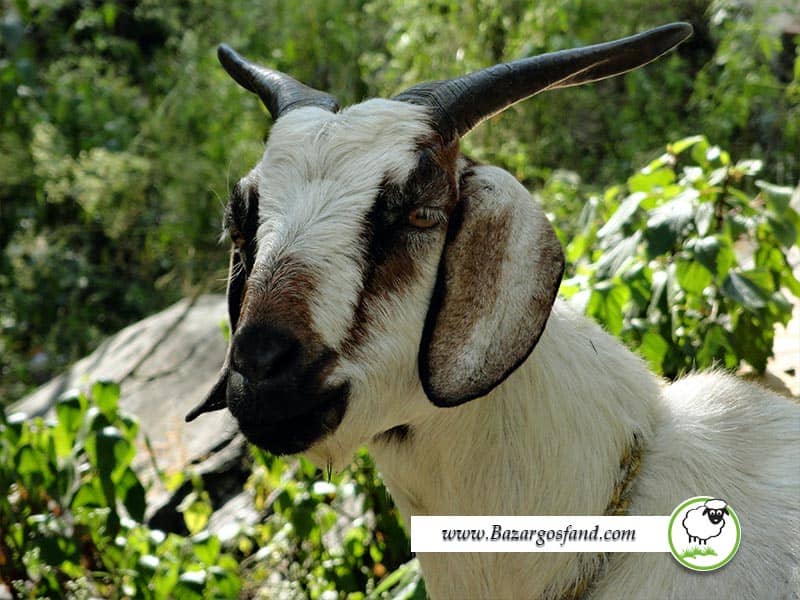 spanish goats