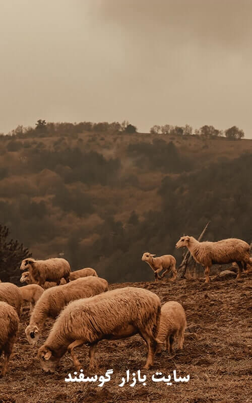 جمع آوری گوسفند