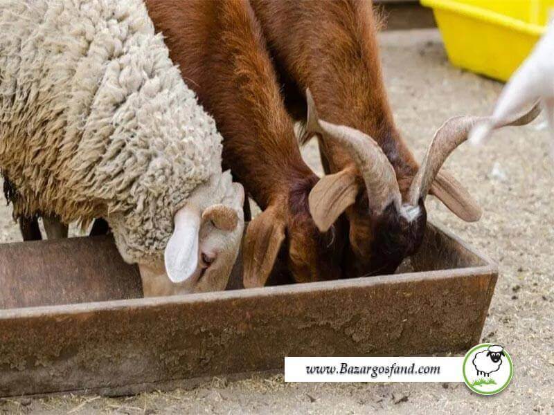 فرایند هضم معده گوسفندان