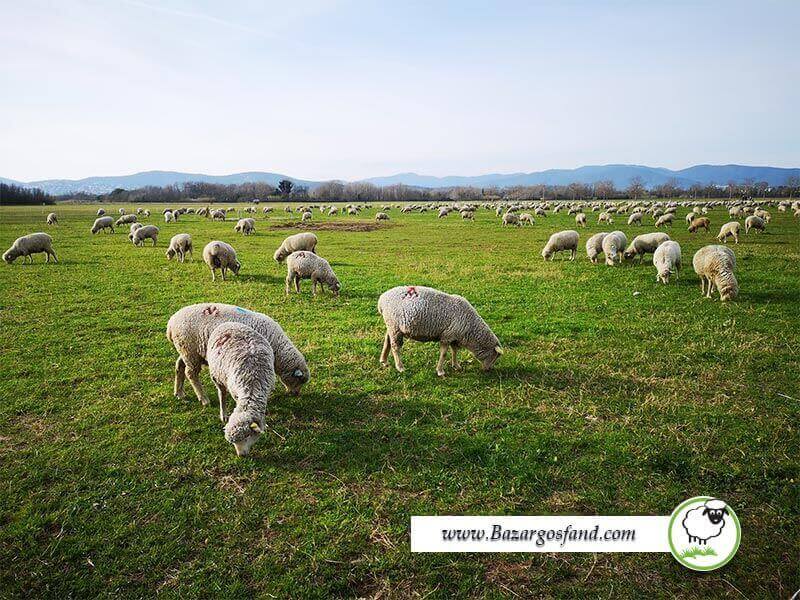 فرایند هضم در گوسفندان
