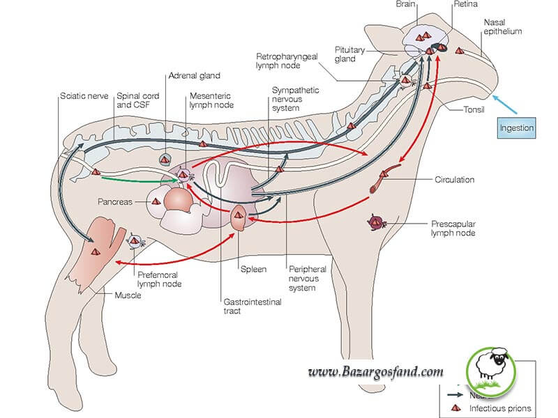 سیستم عصبی بدن گوسفندان 