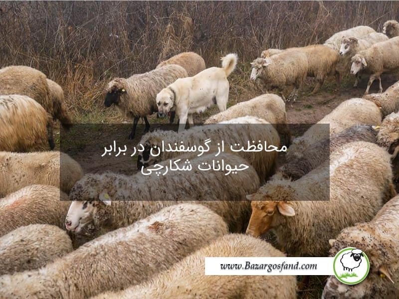 محافظت از گوسفندان