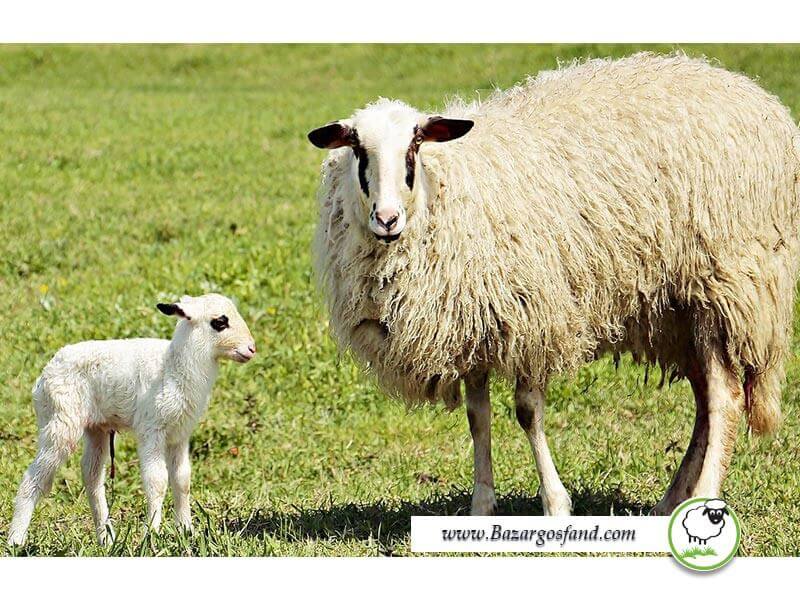 آماده سازی گوسفندان برای جفت گیری