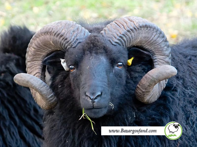 گوسفندان سیاه یا مشکی رنگ