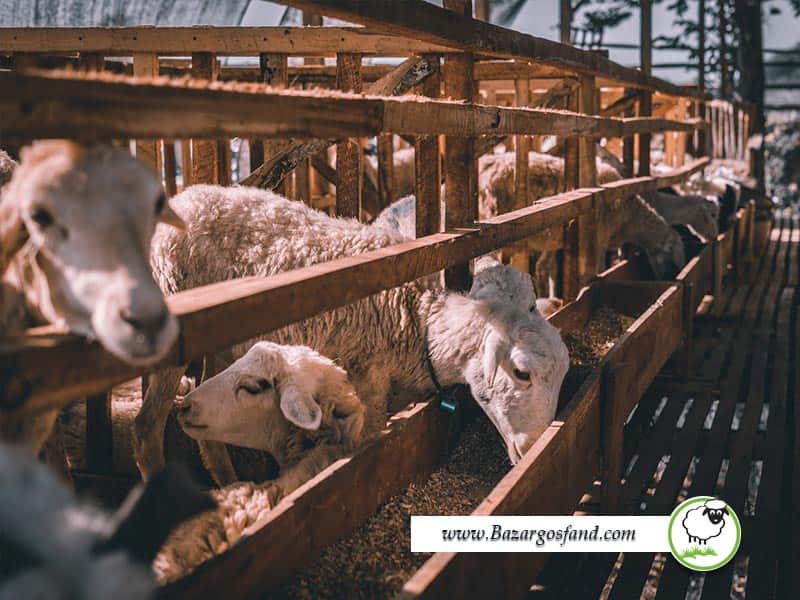 چگونگی اصلاح نژاد گوسفندان