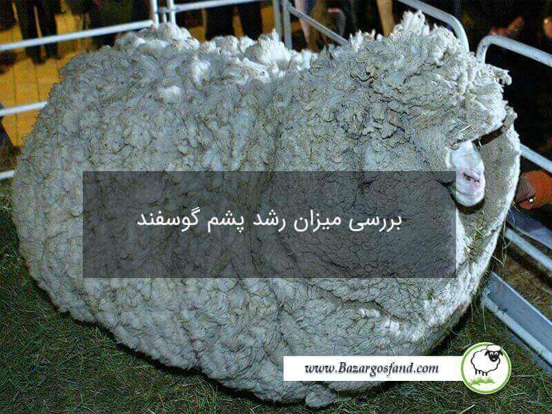 رشد پشم گوسفندان