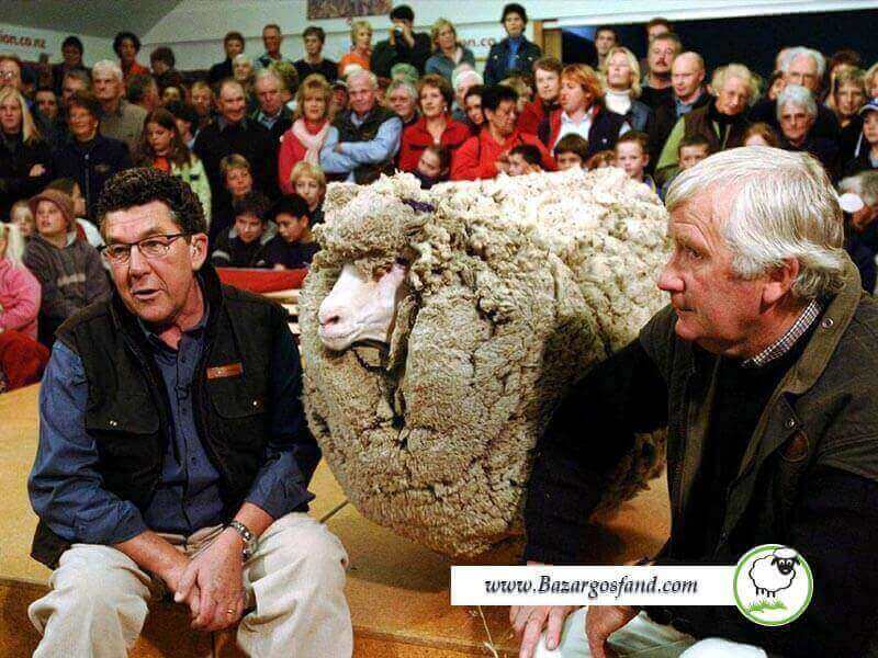پشمالو ترین گوسفند دنیا