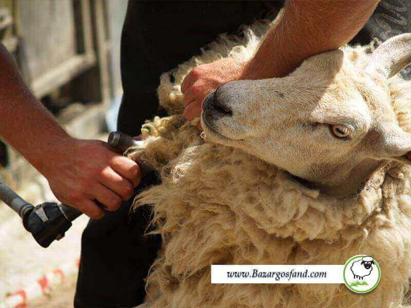 سرعت رشد پشم گوسفند