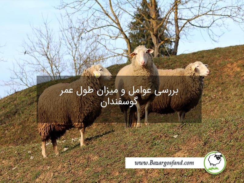 عمر گوسفند