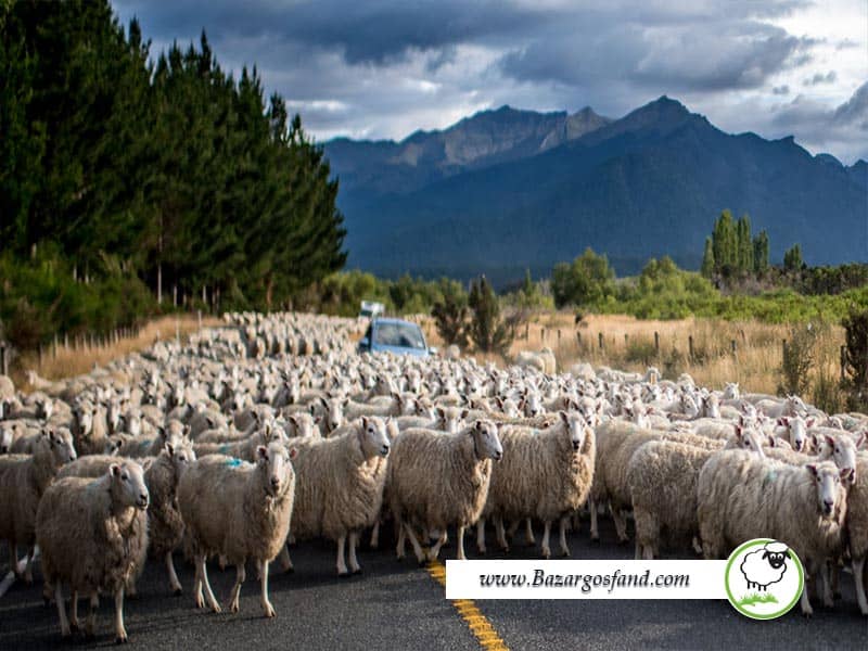 جمعیت گوسفندان نیوزلند