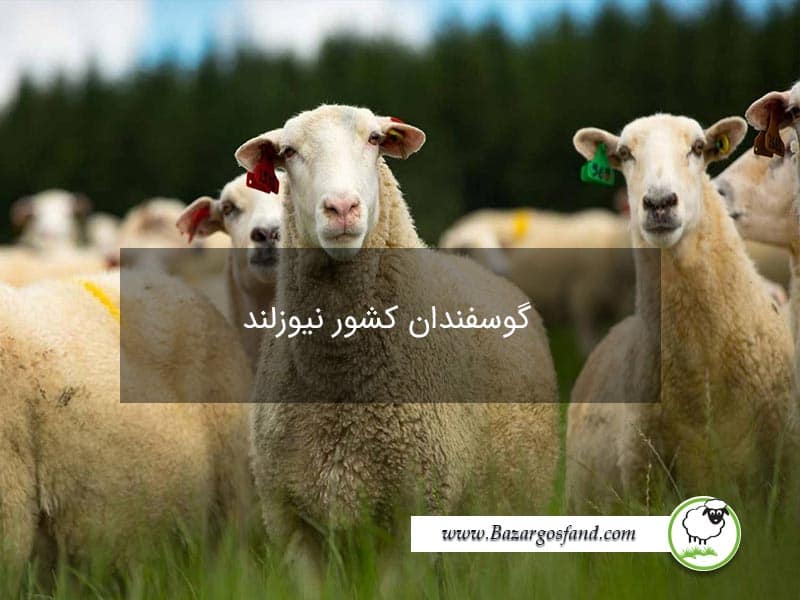 گوسفندان نیوزلند