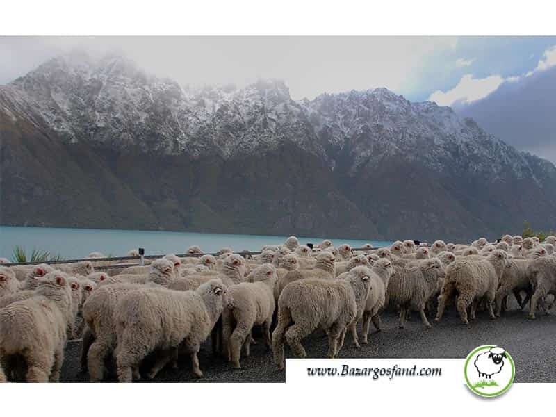 گله گوسفندان نیوزلند