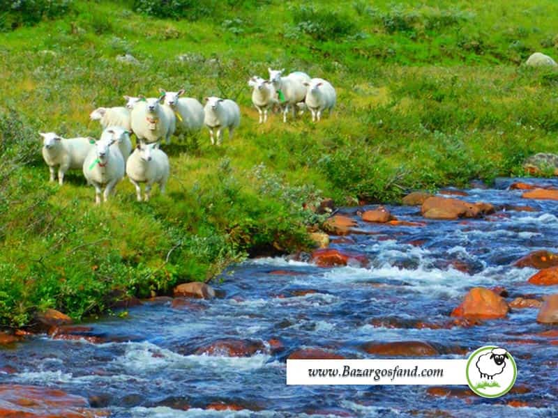 عبور گوسفند از جریان آب