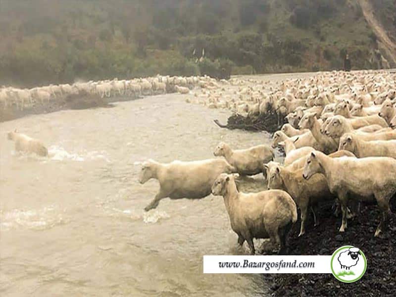 خطر شنا برای گوسفند