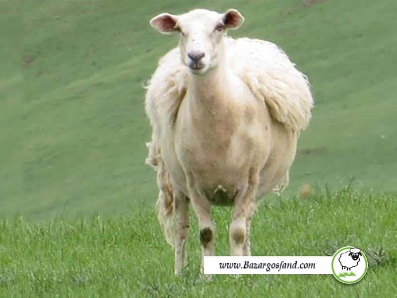 ریزش پشم گوسفند